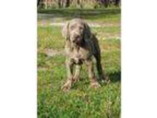 Weimaraner Puppy for sale in Andalusia, AL, USA
