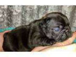 French Bulldog Puppy for sale in Brownsboro, TX, USA