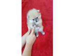Pomeranian Puppy for sale in Hawthorne, CA, USA