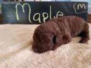Labradoodle Puppy for sale in Coffeyville, KS, USA
