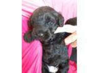Labradoodle Puppy for sale in Farragut, IA, USA