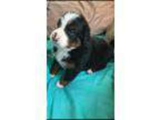 Bernese Mountain Dog Puppy for sale in Tampa, FL, USA