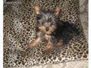 Yorkshire Terrier Puppy for sale in Harrison, SD, USA