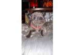 French Bulldog Puppy for sale in Roanoke, AL, USA