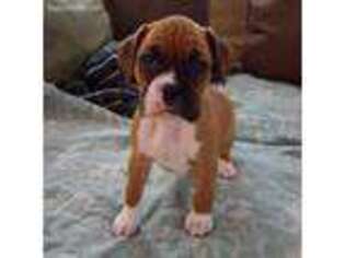 Boxer Puppy for sale in Nickelsville, VA, USA