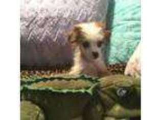 Chinese Crested Puppy for sale in Sallisaw, OK, USA