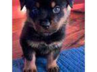 Rottweiler Puppy for sale in Dade City, FL, USA