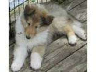 Collie Puppy for sale in Coxsackie, NY, USA