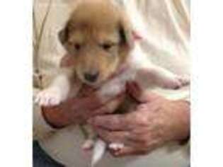 Collie Puppy for sale in Lagrange, GA, USA