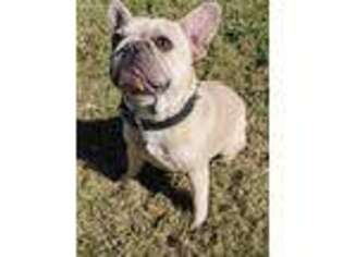 French Bulldog Puppy for sale in Midway, GA, USA