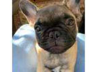 French Bulldog Puppy for sale in Lexington, MA, USA
