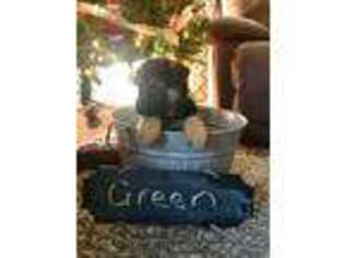 German Shepherd Dog Puppy for sale in Helena, AL, USA