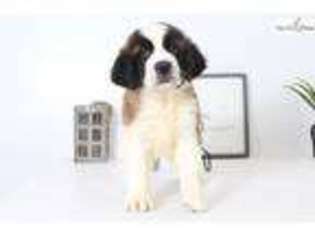 Saint Bernard Puppy for sale in Fort Myers, FL, USA