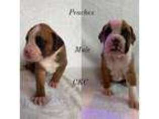 Boxer Puppy for sale in Orlando, FL, USA