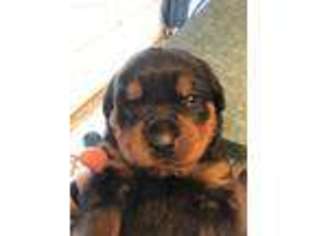 Rottweiler Puppy for sale in Cumberland, VA, USA