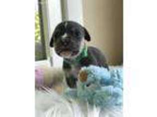 Mutt Puppy for sale in Red Bank, NJ, USA