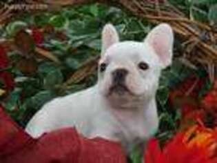 French Bulldog Puppy for sale in Girard, KS, USA