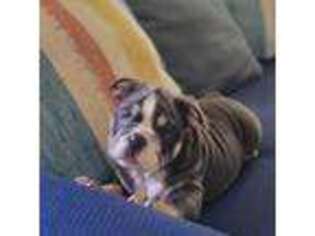 Bulldog Puppy for sale in Henderson, NV, USA