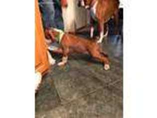 Boxer Puppy for sale in Dryden, NY, USA