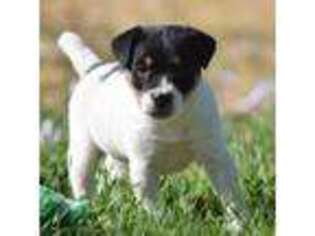 Jack Russell Terrier Puppy for sale in Riverside, CA, USA