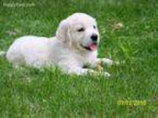 Golden Retriever Puppy for sale in Waconia, MN, USA