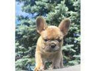 French Bulldog Puppy for sale in Uniondale, NY, USA