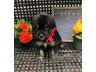 Mutt Puppy for sale in Friendsville, MD, USA