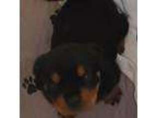 Rottweiler Puppy for sale in Prescott, AZ, USA