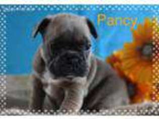 French Bulldog Puppy for sale in Cambridge City, IN, USA