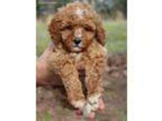 Goldendoodle Puppy for sale in Russellville, AR, USA