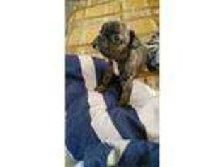 Medium Photo #1 French Bulldog Puppy For Sale in Thatcher, AZ, USA