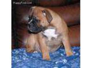 Olde English Bulldogge Puppy for sale in Sandpoint, ID, USA