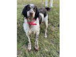 English Springer Spaniel Puppy for sale in Lyons, GA, USA