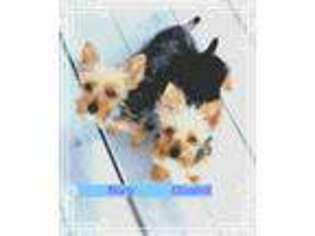 Yorkshire Terrier Puppy for sale in Lake Panasoffkee, FL, USA