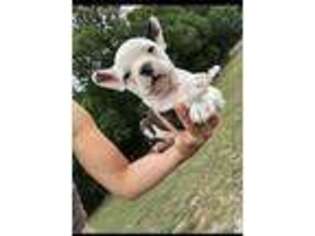 Boston Terrier Puppy for sale in Bemidji, MN, USA