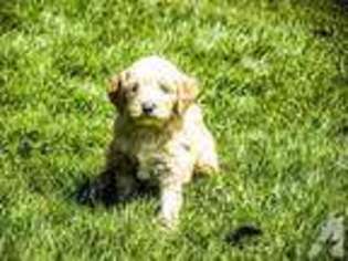 Mutt Puppy for sale in NORTHFIELD, MN, USA