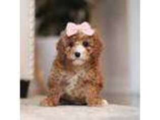 Cavapoo Puppy for sale in New Philadelphia, OH, USA