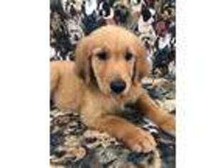 Golden Retriever Puppy for sale in Sycamore, GA, USA