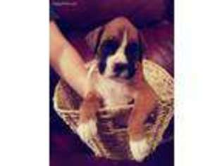 Boxer Puppy for sale in Fruitland Park, FL, USA