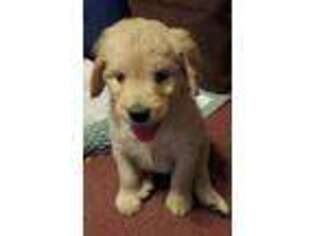 Goldendoodle Puppy for sale in Panama, NY, USA