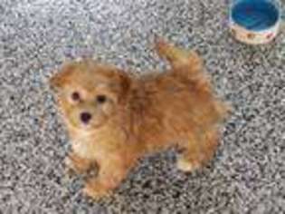 Poovanese Puppy for sale in Gap, PA, USA