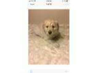 Goldendoodle Puppy for sale in Deer River, MN, USA