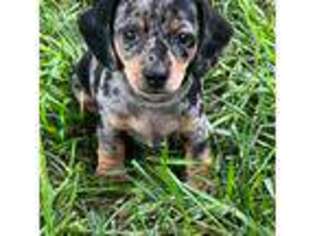 Dachshund Puppy for sale in Hartsburg, MO, USA
