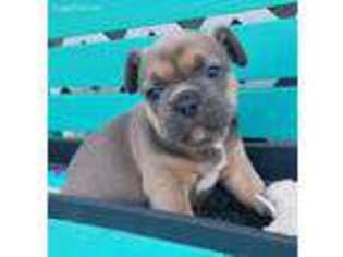 French Bulldog Puppy for sale in Logan, IA, USA