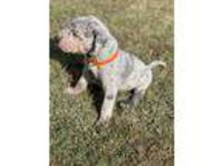 Great Dane Puppy for sale in Pinnacle, NC, USA