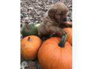 Golden Retriever Puppy for sale in Henning, MN, USA