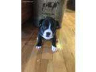 Mutt Puppy for sale in Gainesville, MO, USA