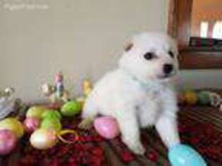 American Eskimo Dog Puppy for sale in Packwood, IA, USA