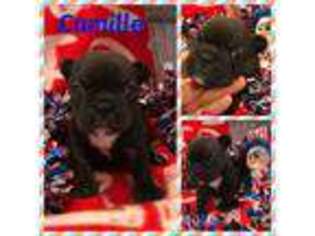 French Bulldog Puppy for sale in Fayetteville, NC, USA