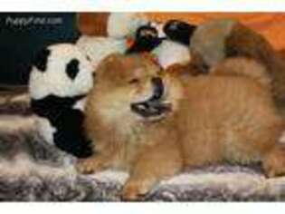 Chow Chow Puppy for sale in Chicago, IL, USA